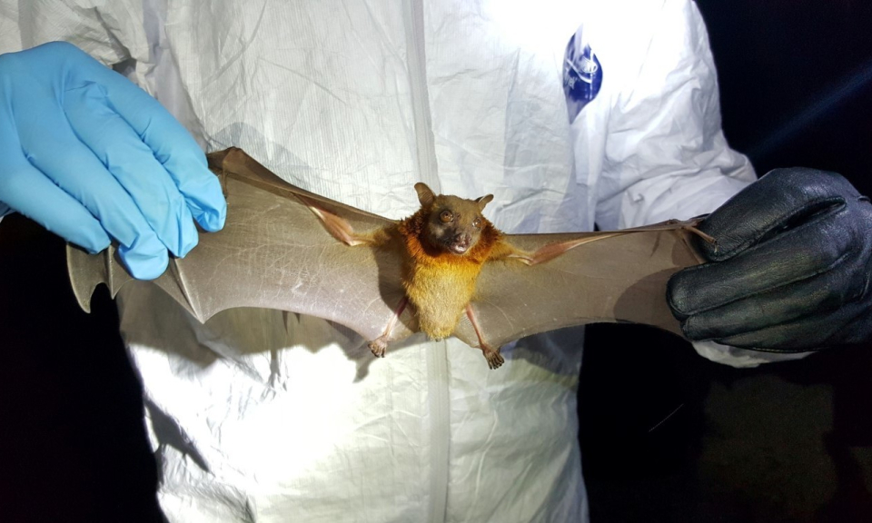 Đại dịch trong tương lai c&oacute; thể bắt nguồn từ virus truyền từ người trở lại dơi