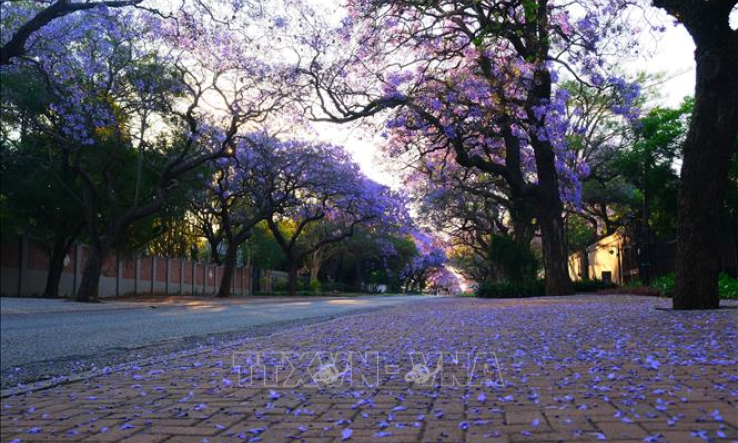 Quyến rũ m&ugrave;a hoa phượng t&iacute;m ở Pretoria, Nam Phi