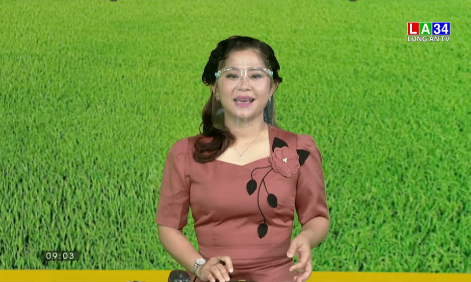 Chuyện nh&agrave; n&ocirc;ng: Ph&ograve;ng trừ rầy n&acirc;u v&agrave; s&acirc;u đục th&acirc;n g&acirc;y hại tr&ecirc;n l&uacute;a