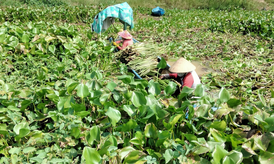 Phụ nữ huyện T&acirc;n Hưng thu gom lục b&igrave;nh