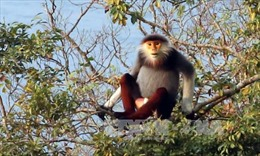 Xuất hiện c&aacute;c đ&agrave;n Voọc Ch&agrave; v&aacute; ch&acirc;n đen tại Khu du lịch Quốc gia N&uacute;i B&agrave; Đen