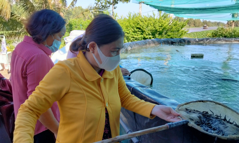 Ph&aacute;t triển m&ocirc; h&igrave;nh ương c&aacute; chạch lấu nhờ nguồn vốn vay