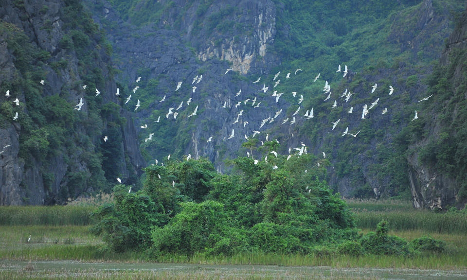 Ảnh với chú thích