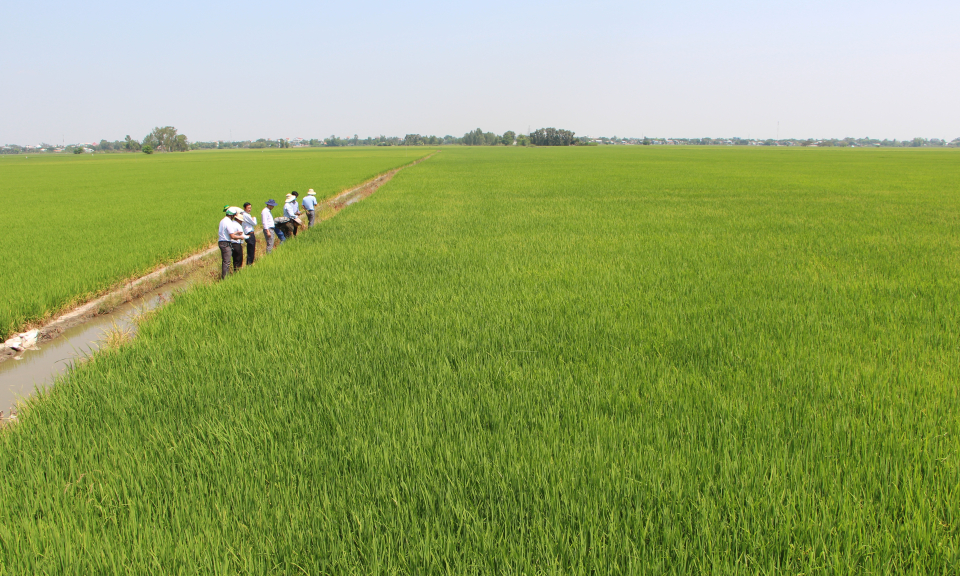 Năm 2022, to&agrave;n tỉnh dự kiến c&oacute; gần 2.700 lao động n&ocirc;ng th&ocirc;n được đ&agrave;o tạo nghề n&ocirc;ng nghiệp