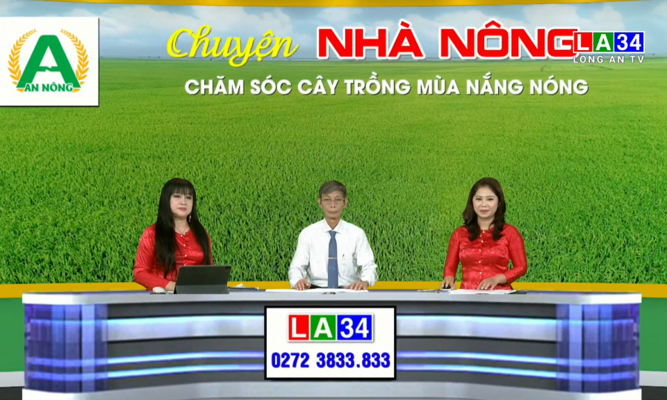 Chuyện nh&agrave; n&ocirc;ng: Chăm s&oacute;c c&acirc;y trồng m&ugrave;a nắng n&oacute;ng