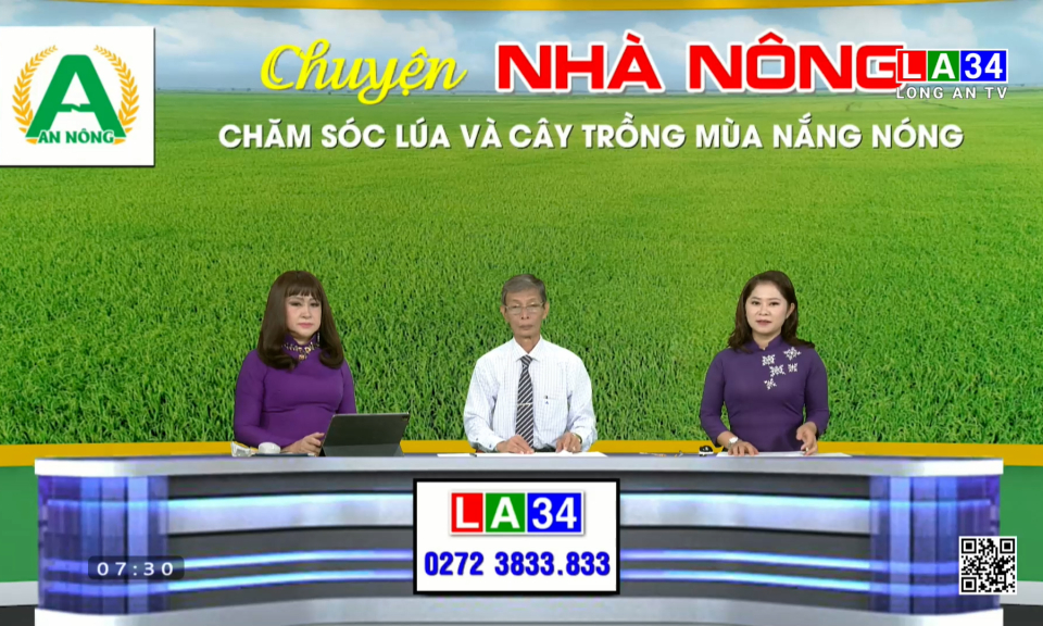 Chuyện nh&agrave; n&ocirc;ng: Chăm s&oacute;c l&uacute;a v&agrave; c&acirc;y trồng m&ugrave;a nắng n&oacute;ng