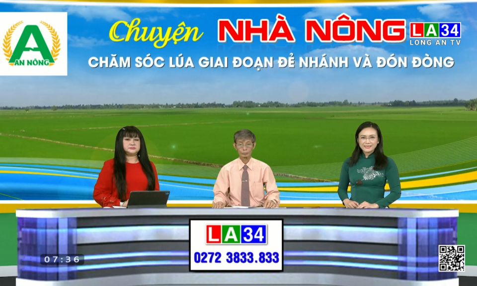 Chuyện nh&agrave; n&ocirc;ng: Chăm s&oacute;c l&uacute;a giai đoạn đẻ nh&aacute;nh v&agrave; đ&oacute;n đồng