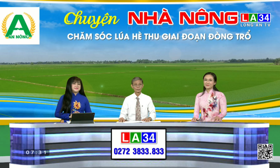 Chuyện nh&agrave; n&ocirc;ng: Chăm s&oacute;c l&uacute;a H&egrave; Thu giai đoạn đ&ograve;ng trổ