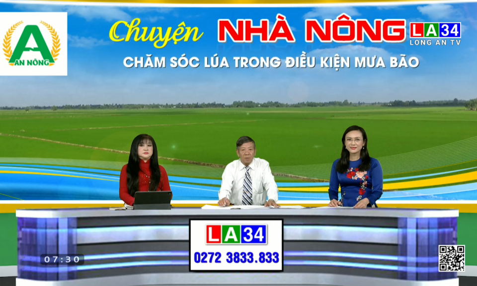 Chuyện nh&agrave; n&ocirc;ng: Chăm s&oacute;c l&uacute;a trong điều kiện mưa b&atilde;o