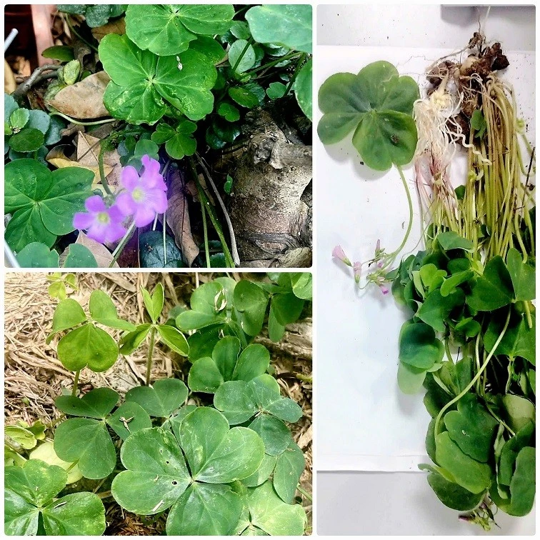 Cây me đất bệnh nhân hái đun nước uống dẫn đến suy thận (mẫu do bệnh nhân cung cấp)