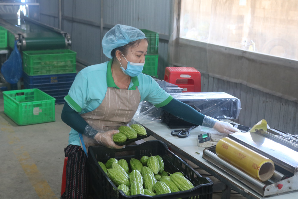 Phương thức hoạt động của một số hợp tác xã trong tỉnh được đổi mới như “Liên kết chuỗi tổ chức sản xuất - tiêu thụ sản phẩm” đạt hiệu quả cao