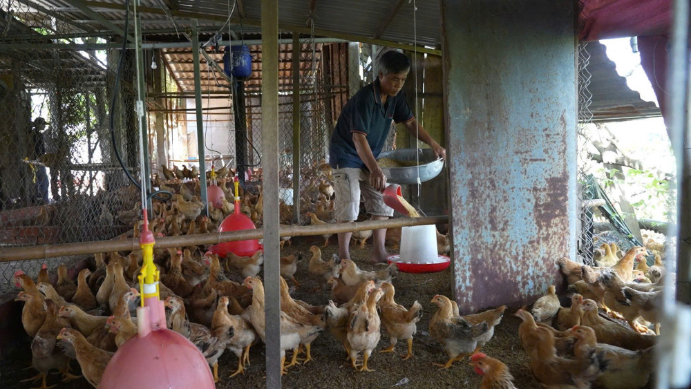 Nông dân chăm sóc đàn vật nuôi