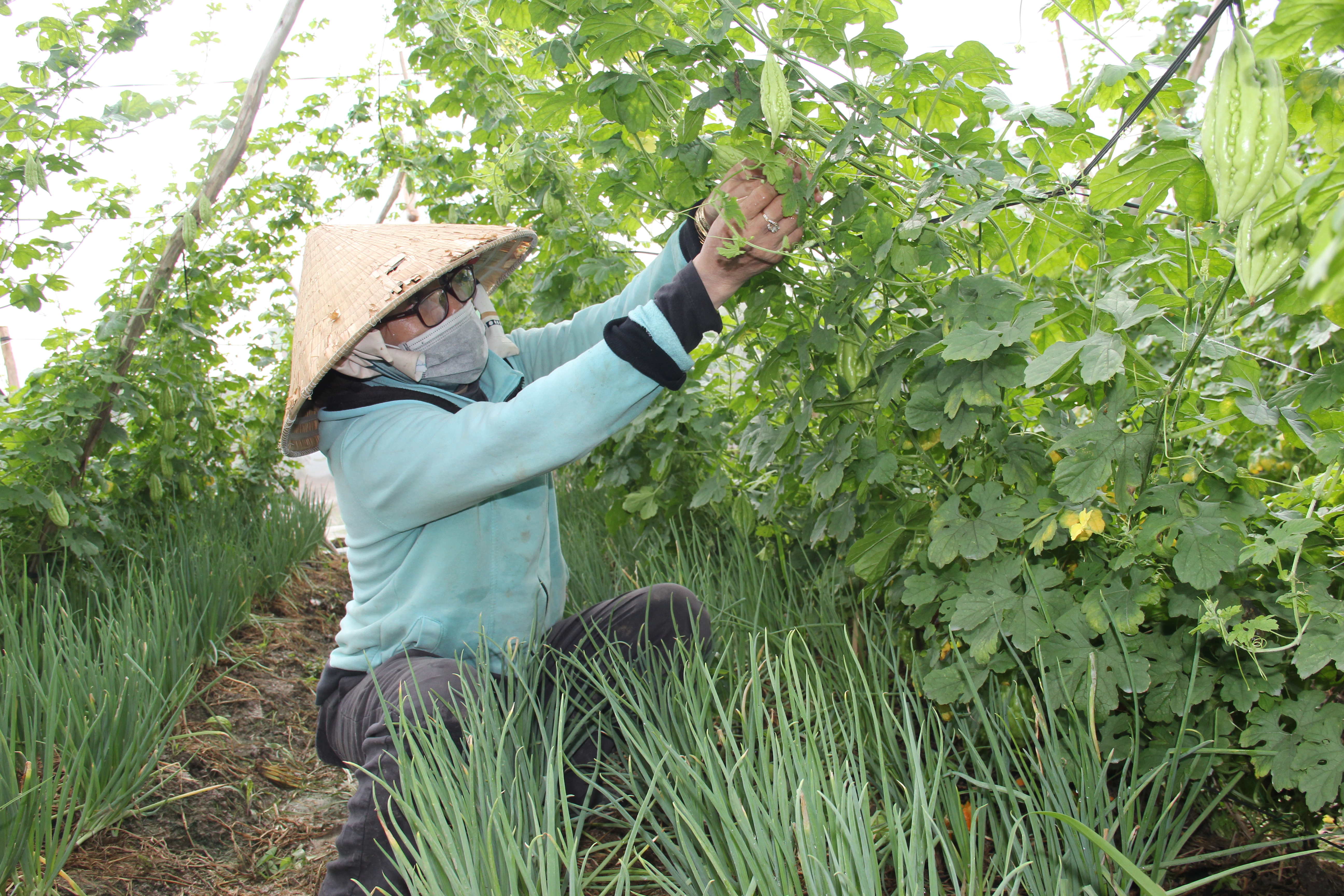 Ngoài ớt sừng vàng, anh Nguyễn Văn Dũng (ấp Đồng Tre, xã An Lục Long, huyện Châu Thành)còn trồng 4.000m2 khổ qua xen canh hành lá theo hướng hữu cơ, ứng dụng khoa học - kỹ thuật