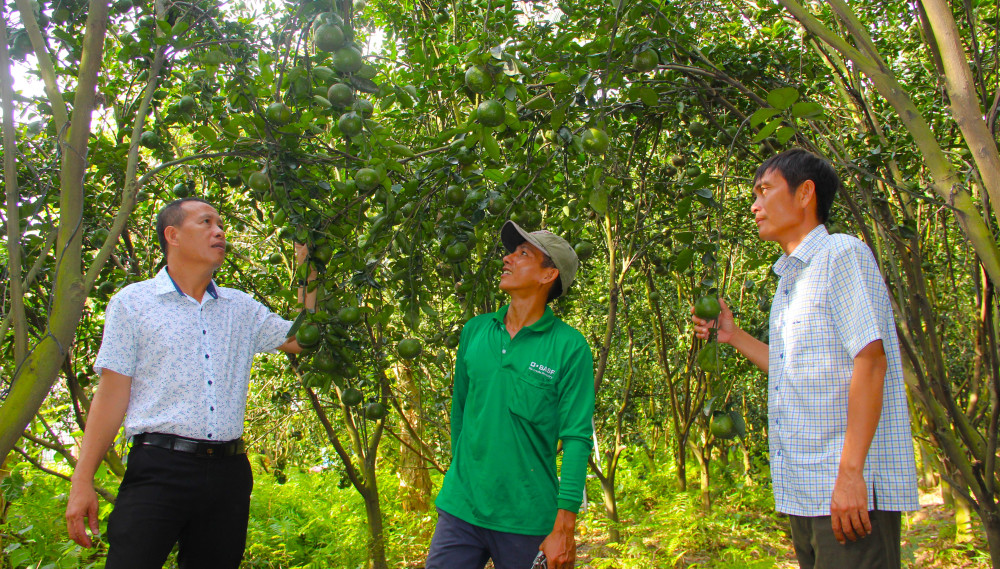 Nông dân huyện Vĩnh Hưng chuyển đổi cây trồng, nâng cao thu nhập