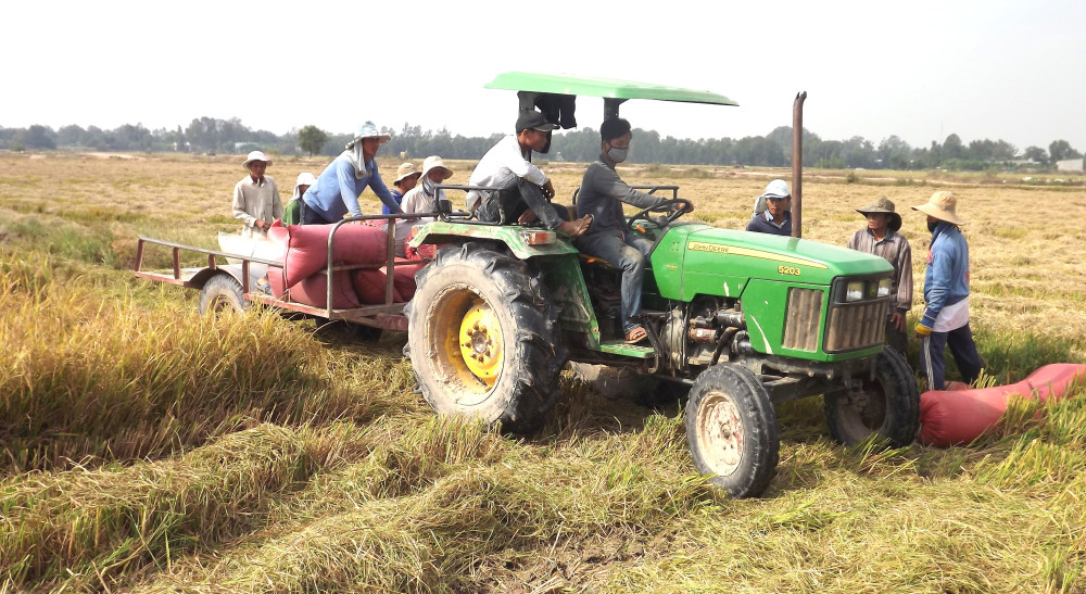 Thu hoạch lúa vụ Hè Thu năm 2025 tại xã Vĩnh Châu