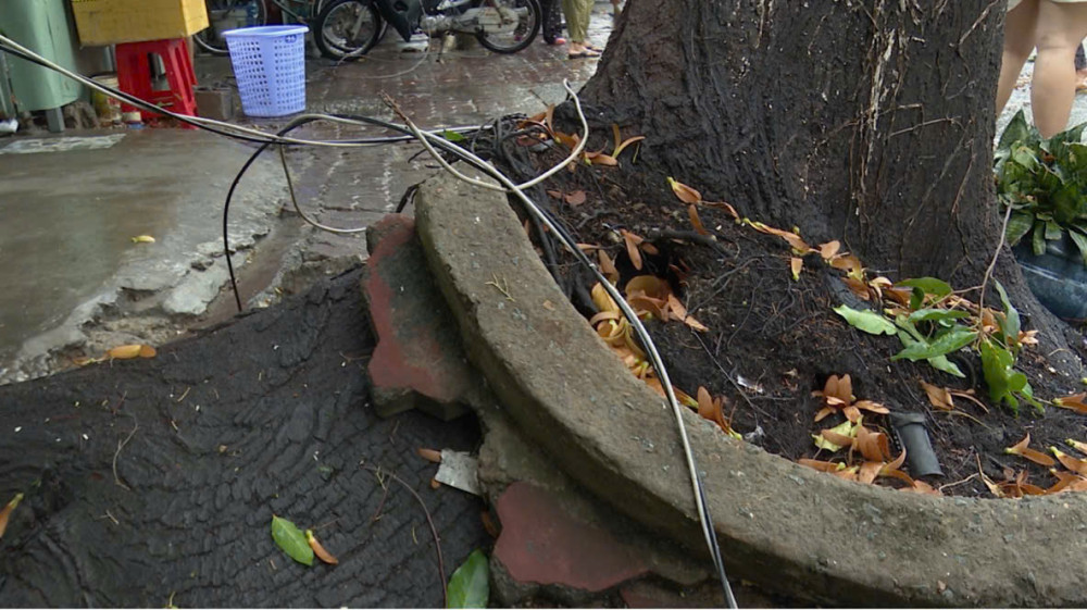 Phần gốc cây xanh trên đường Trà Quý Bình (phường Long An) bị trồi lên khỏi mặt đất