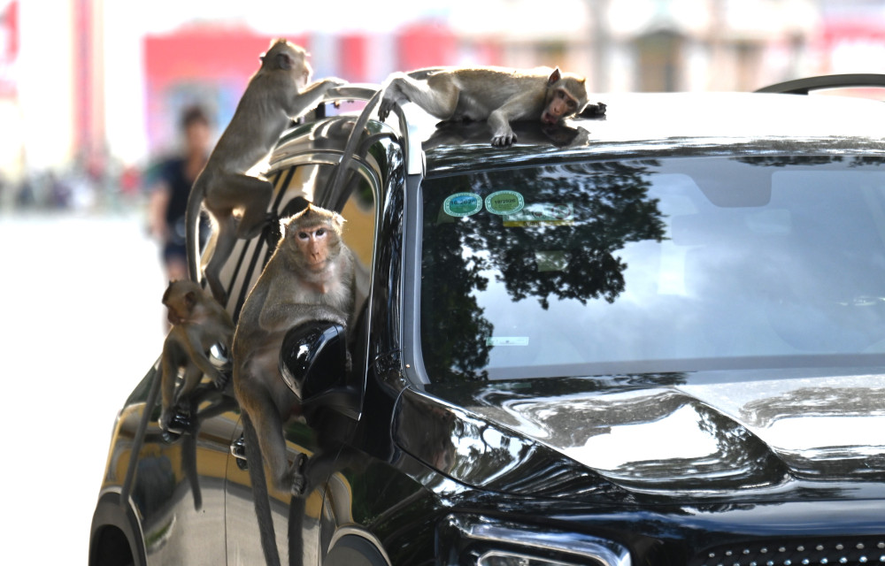 Bốn chú khỉ trèo lên chiếc xe ô tô 7 chỗ phá phách