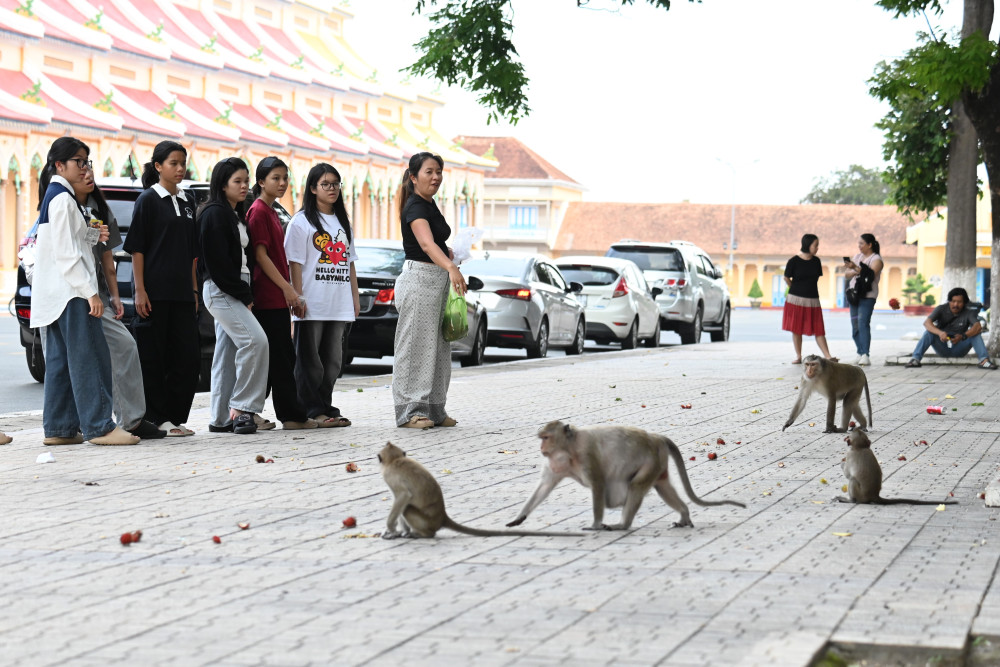 Du khách cho đàn khỉ ở nội ô Tòa Thánh Cao Đài Tây Ninh ăn trái cây