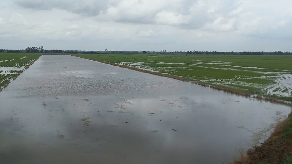 Các vùng trũng thấp nước lũ vào chân ruộng