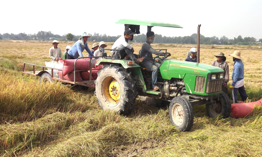 T&acirc;y Ninh: Phấn đấu sản lượng l&uacute;a đạt từ 3.770.000 tấn trở l&ecirc;n