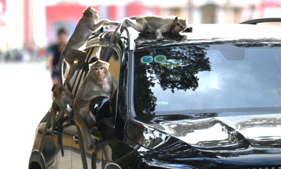 Cẩn thận với đ&agrave;n khỉ ở nội &ocirc; T&ograve;a Th&aacute;nh Cao Đ&agrave;i T&acirc;y Ninh