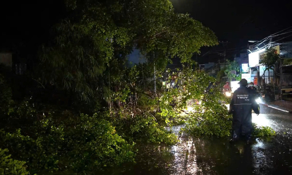 T&acirc;y Ninh: Nhiều c&acirc;y xanh đổ ng&atilde; sau mưa lớn