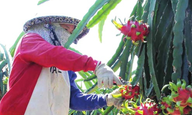 T&acirc;y Ninh đặt mục ti&ecirc;u tăng trưởng khu vực I năm 2025 đạt 4,3% trở l&ecirc;n