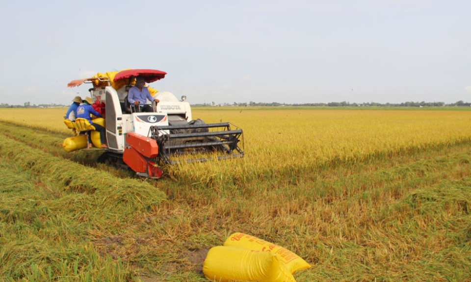 Chủ động sản xuất vụ Đ&ocirc;ng Xu&acirc;n 2025-2026 hiệu quả