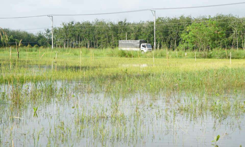 X&atilde; T&acirc;n Ph&uacute;: Ngập &uacute;ng cục bộ diện t&iacute;ch đất n&ocirc;ng nghiệp