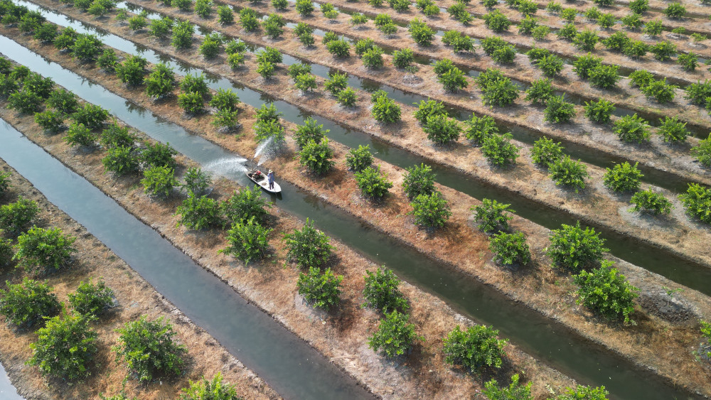 Vườn chanh xanh mướt của ông Phạm Thanh Tùng là hình ảnh tiêu biểu cho hành trình của một nông dân bền bỉ đi lên từ lao động cần mẫn