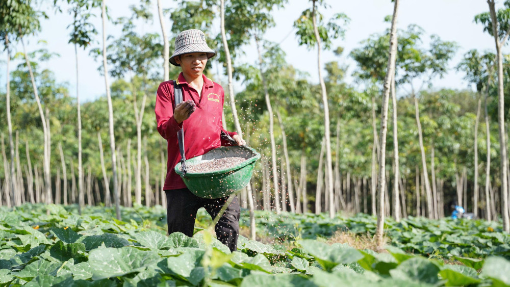 Nông dân trồng xen canh bí để tăng thu nhập và đóng góp tích cực vào tăng trưởng GRDP của tỉnh (Ảnh: Vĩnh Hưng)