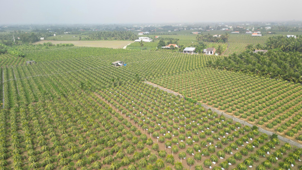 Thanh long là một trong những loại cây trồng nằm trong Chương trình Phát triển nông nghiệp ứng dụng công nghệ cao (Ảnh: Vĩnh Hưng)