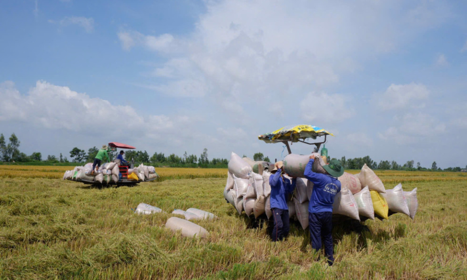 Ch&iacute;nh s&aacute;ch hỗ trợ th&uacute;c đẩy li&ecirc;n kết trong sản xuất n&ocirc;ng nghiệp