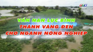 Ph&oacute;ng sự: Vấn nạn lục b&igrave;nh th&agrave;nh v&agrave;ng đen cho ng&agrave;nh N&ocirc;ng nghiệp