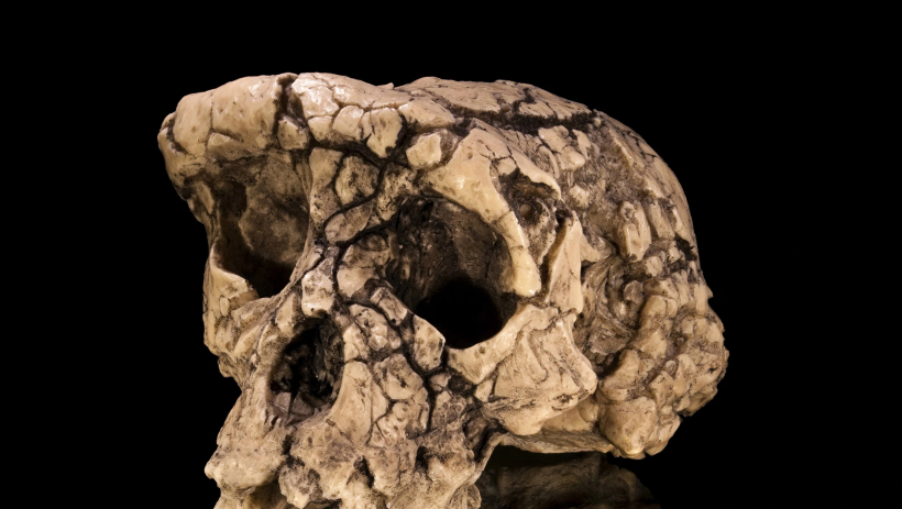 Ph&aacute;t hiện mới về tổ ti&ecirc;n lo&agrave;i người