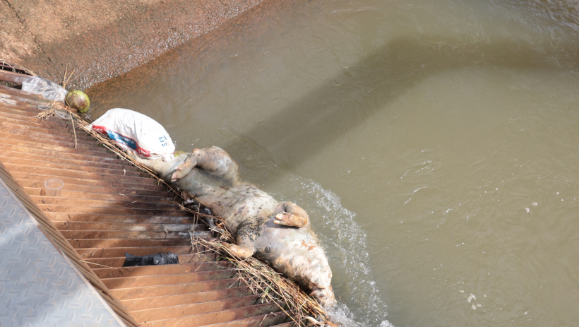 Nguy cơ &ocirc; nhiễm nguồn nước hồ Dầu Tiếng từ việc vứt x&aacute;c động vật bừa b&atilde;i