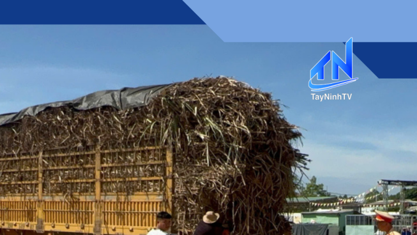 Ki&ecirc;n quyết xử l&yacute; nghi&ecirc;m c&aacute;c xe chở m&iacute;a qu&aacute; khổ, qu&aacute; tải