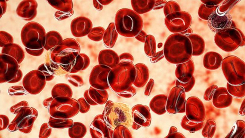 Biến thể gene hiếm chống ung thư m&aacute;u mở ra hướng điều trị mới