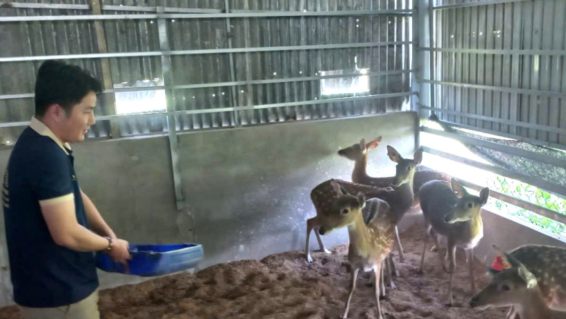 M&ocirc; h&igrave;nh nu&ocirc;i hươu lấy nhung bước đầu cho hiệu quả