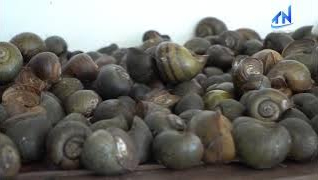 Nu&ocirc;i ốc ngủ đ&ocirc;ng, anh n&ocirc;ng d&acirc;n thu l&atilde;i 