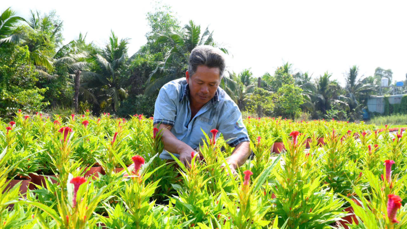 X&atilde; Lương H&ograve;a: Rộn r&agrave;ng m&ugrave;a hoa tết