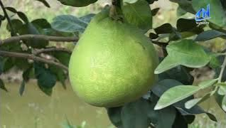 T&acirc;y Ninh: Ph&aacute;t huy vai tr&ograve; &ldquo;c&acirc;y cao b&oacute;ng cả&rdquo; trong cộng đồng