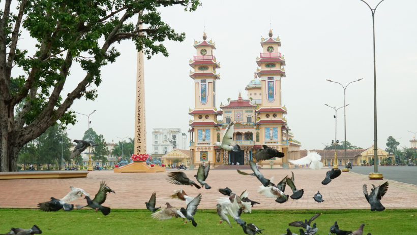 Ngắm đ&agrave;n chim bồ c&acirc;u giữa phố  