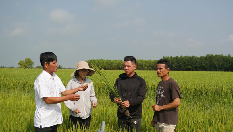 Tr&ecirc;n những 'c&aacute;nh đồng số'