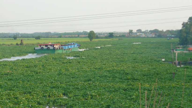 Cần sớm xử l&yacute; lục b&igrave;nh tr&ecirc;n s&ocirc;ng V&agrave;m Cỏ Đ&ocirc;ng