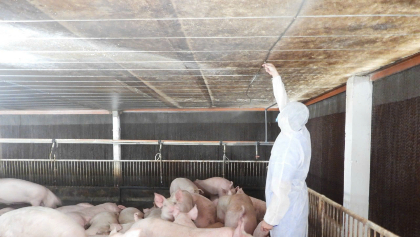 T&acirc;y Ninh: Ph&aacute;t hiện 4 ổ dịch tả heo Ch&acirc;u Phi trong 2 tuần 