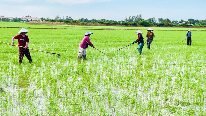 Đầu vụ Đ&ocirc;ng Xu&acirc;n 2025-2026: S&acirc;u, bệnh g&acirc;y hại &iacute;t