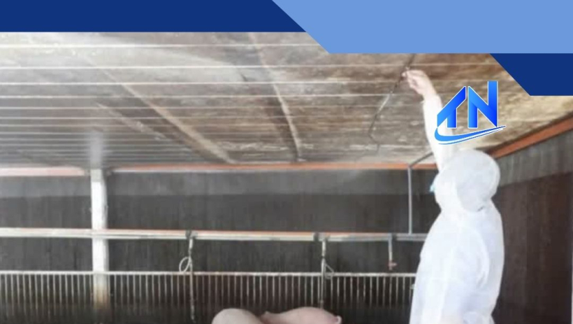 T&acirc;y Ninh: Ph&aacute;t hiện 4 ổ dịch tả heo Ch&acirc;u Phi trong 2 tuần