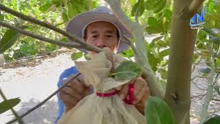 T&acirc;y Ninh mở rộng v&ugrave;ng trồng m&iacute;t, sản lượng tiếp tục tăng