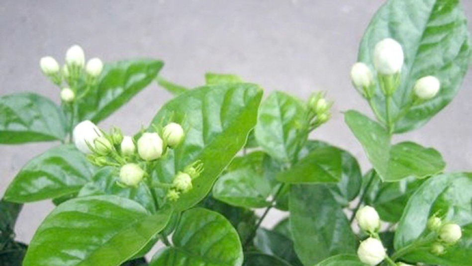 11 thảo dược cải thiện sức khỏe